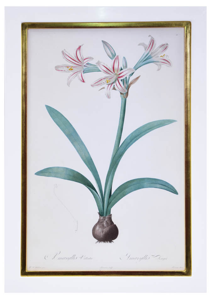 Set of eight stipple-engraved plates of Amaryllis, printed in colours and finished by hand.