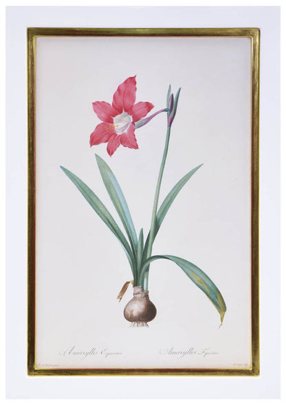 Set of eight stipple-engraved plates of Amaryllis, printed in colours and finished by hand.
