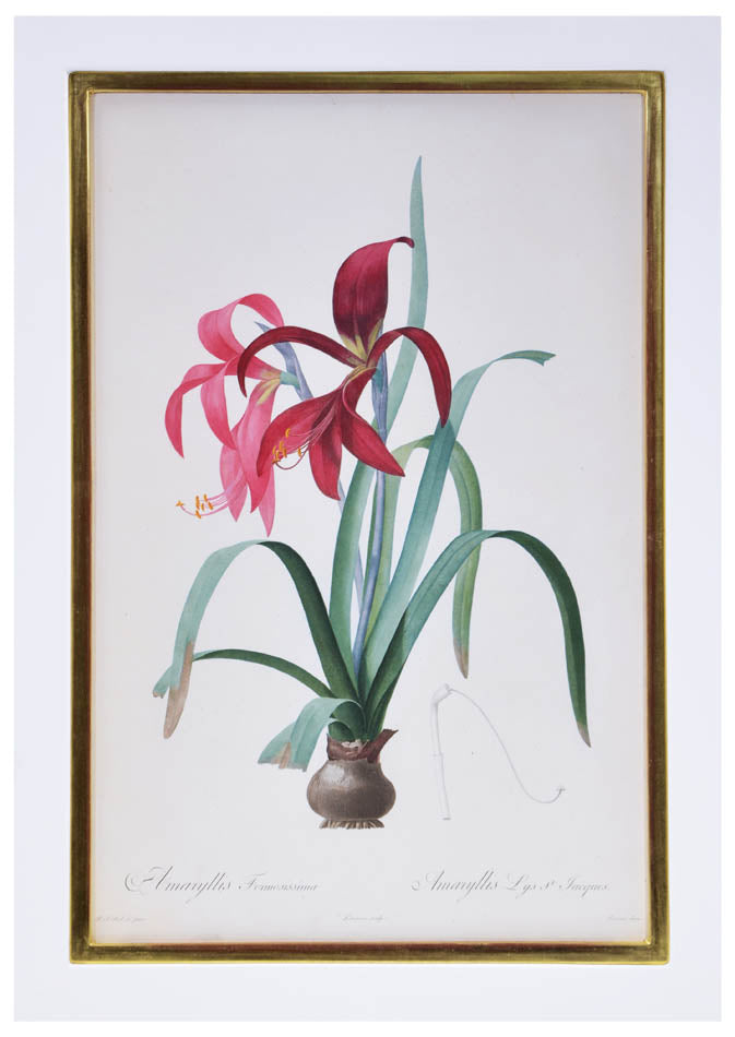 Set of eight stipple-engraved plates of Amaryllis, printed in colours and finished by hand.