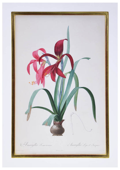 Set of eight stipple-engraved plates of Amaryllis, printed in colours and finished by hand.