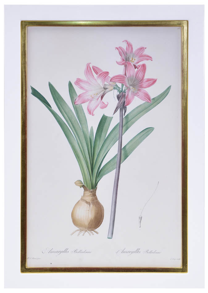 Set of eight stipple-engraved plates of Amaryllis, printed in colours and finished by hand.