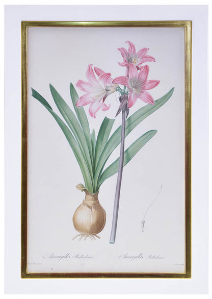 Set of eight stipple-engraved plates of Amaryllis, printed in colours and finished by hand.