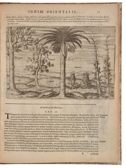 First latin edition of this important account of Houtman's voyage, the first Dutch voyage ot the East Indies.  With detailed descriptions of Java and Bali.
