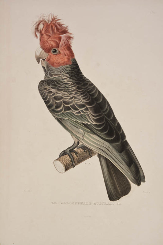 First edition of the official record of Hyacinthe de Bougainville's voyage round the world, with superb illustrations.
