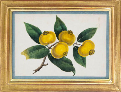 Group of eight watercolour and gouache on pith paper showing Exotic Fruits, edged in turquoise silk ribbon and laid on paper.   Framed and glazed.