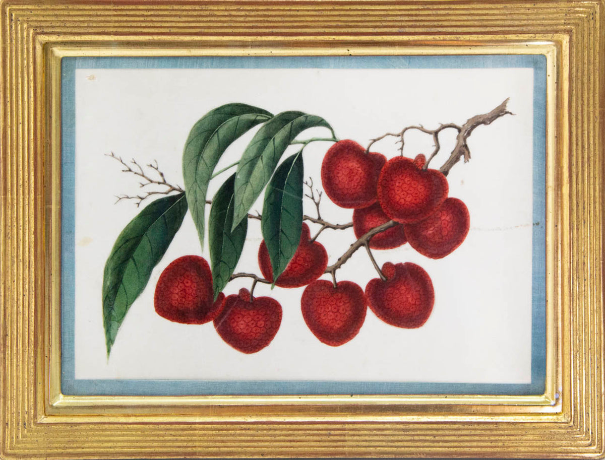 Group of eight watercolour and gouache on pith paper showing Exotic Fruits, edged in turquoise silk ribbon and laid on paper.   Framed and glazed.
