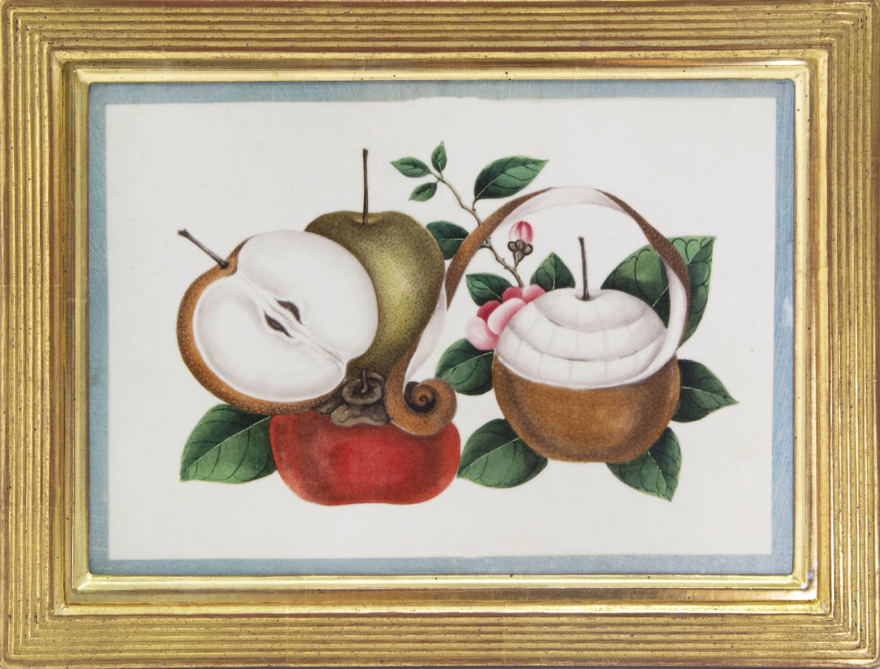Group of eight watercolour and gouache on pith paper showing Exotic Fruits, edged in turquoise silk ribbon and laid on paper.   Framed and glazed.