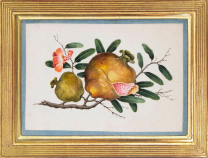 Group of eight watercolour and gouache on pith paper showing Exotic Fruits, edged in turquoise silk ribbon and laid on paper.   Framed and glazed.