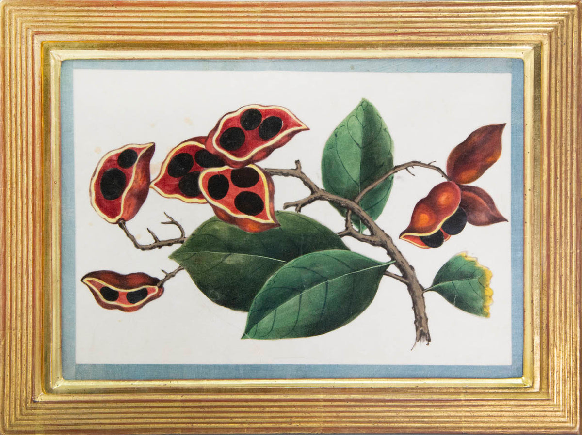 Group of eight watercolour and gouache on pith paper showing Exotic Fruits, edged in turquoise silk ribbon and laid on paper.   Framed and glazed.