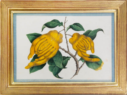 Group of eight watercolour and gouache on pith paper showing Exotic Fruits, edged in turquoise silk ribbon and laid on paper.   Framed and glazed.