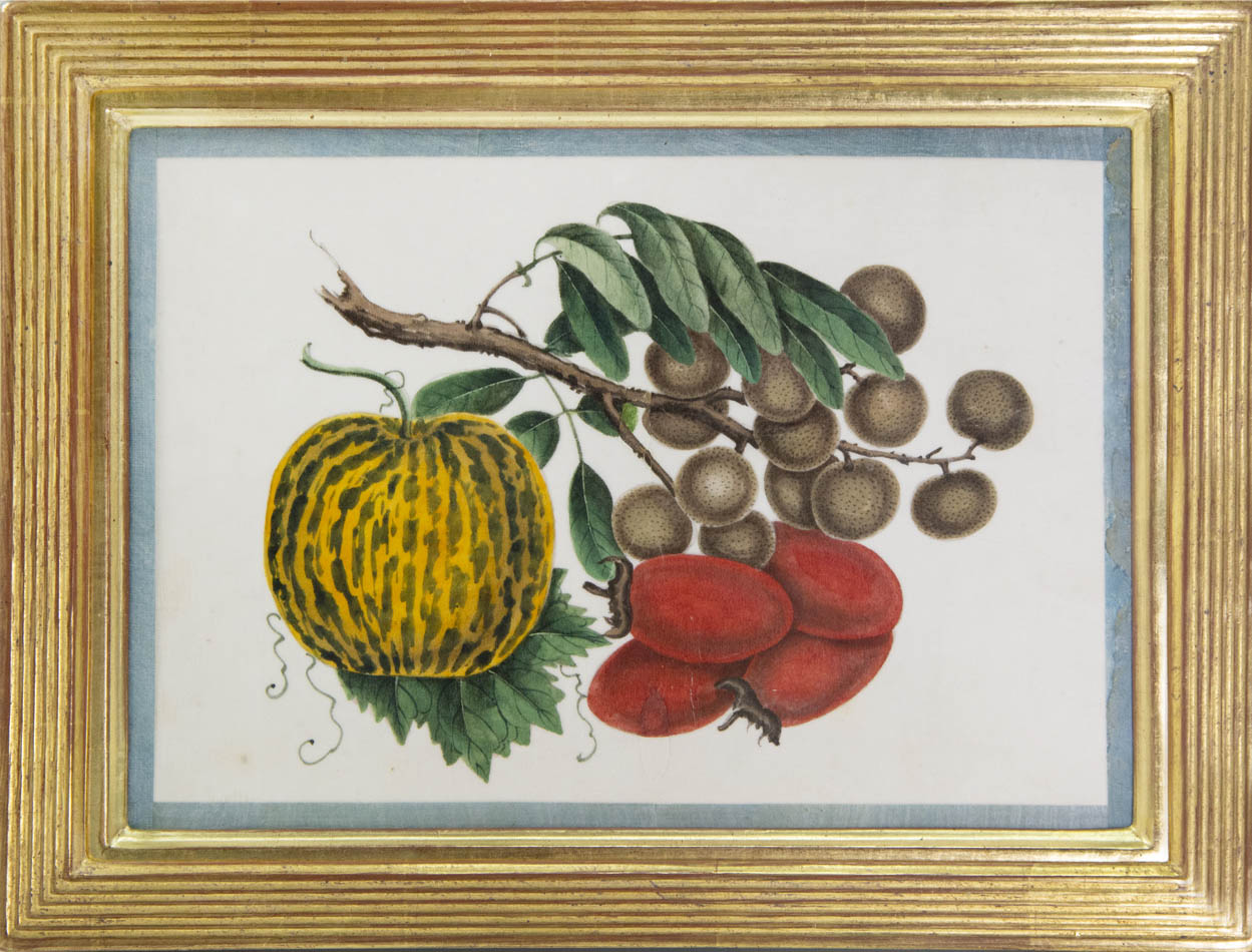 Group of eight watercolour and gouache on pith paper showing Exotic Fruits, edged in turquoise silk ribbon and laid on paper.   Framed and glazed.
