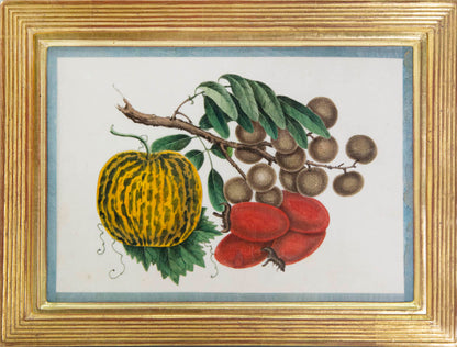 Group of eight watercolour and gouache on pith paper showing Exotic Fruits, edged in turquoise silk ribbon and laid on paper.   Framed and glazed.