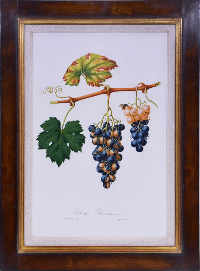 Six hand-coloured plates of Grapes, printed in colour and finished by hand
