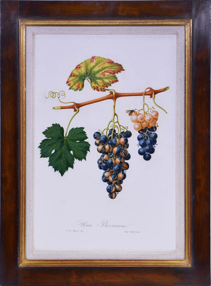 Six hand-coloured plates of Grapes, printed in colour and finished by hand