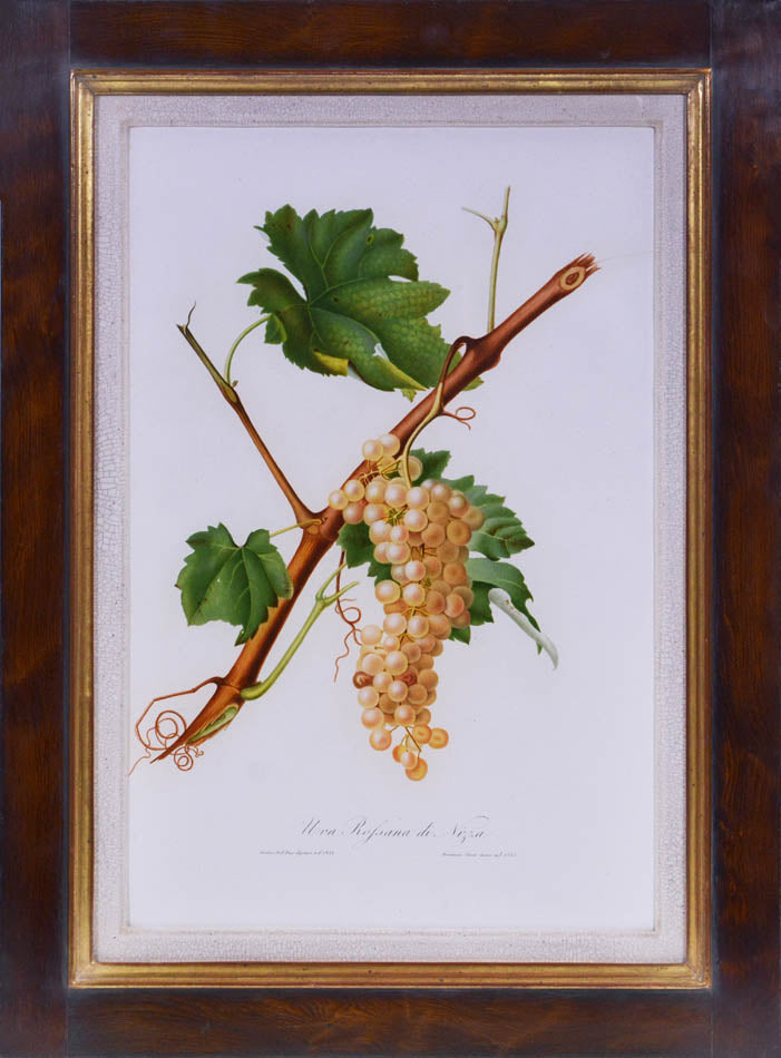 Six hand-coloured plates of Grapes, printed in colour and finished by hand