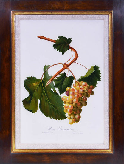 Six hand-coloured plates of Grapes, printed in colour and finished by hand
