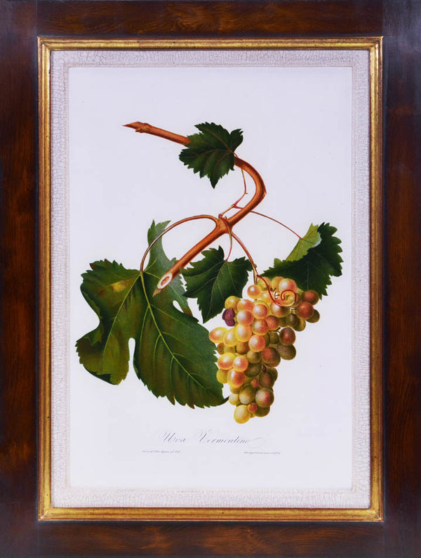 Six hand-coloured plates of Grapes, printed in colour and finished by hand