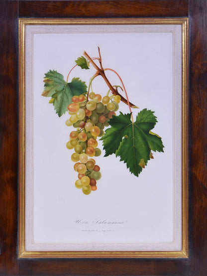 Six hand-coloured plates of Grapes, printed in colour and finished by hand