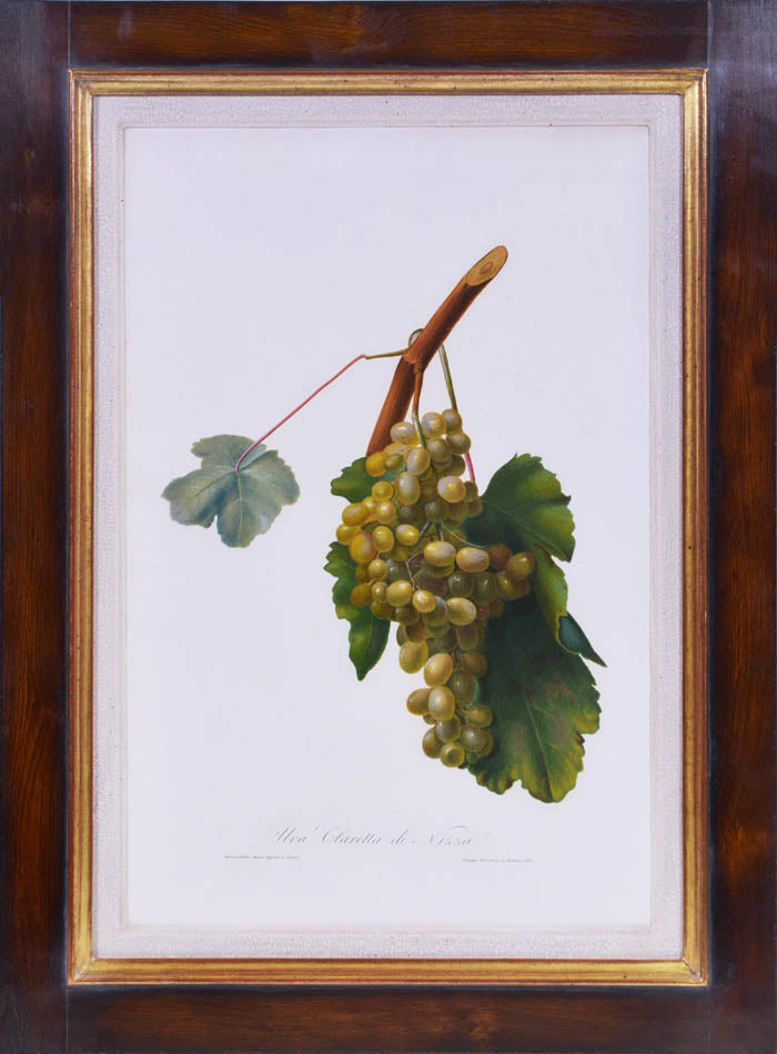 Six hand-coloured plates of Grapes, printed in colour and finished by hand