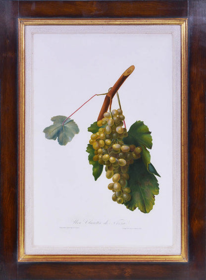 Six hand-coloured plates of Grapes, printed in colour and finished by hand