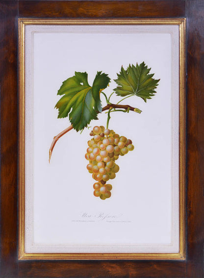 Six hand-coloured plates of Grapes, printed in colour and finished by hand