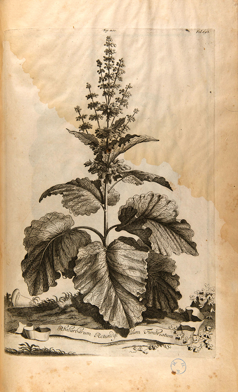 the most handsome and influential botanical of its day, with its near-dreamlike depiction of plants suspended above cityscapes and other backgrounds.