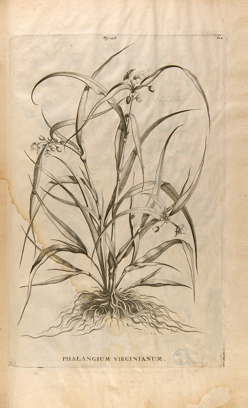 the most handsome and influential botanical of its day, with its near-dreamlike depiction of plants suspended above cityscapes and other backgrounds.