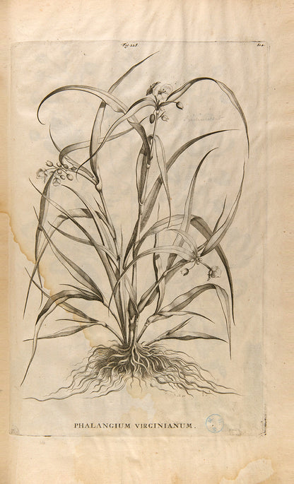 the most handsome and influential botanical of its day, with its near-dreamlike depiction of plants suspended above cityscapes and other backgrounds.