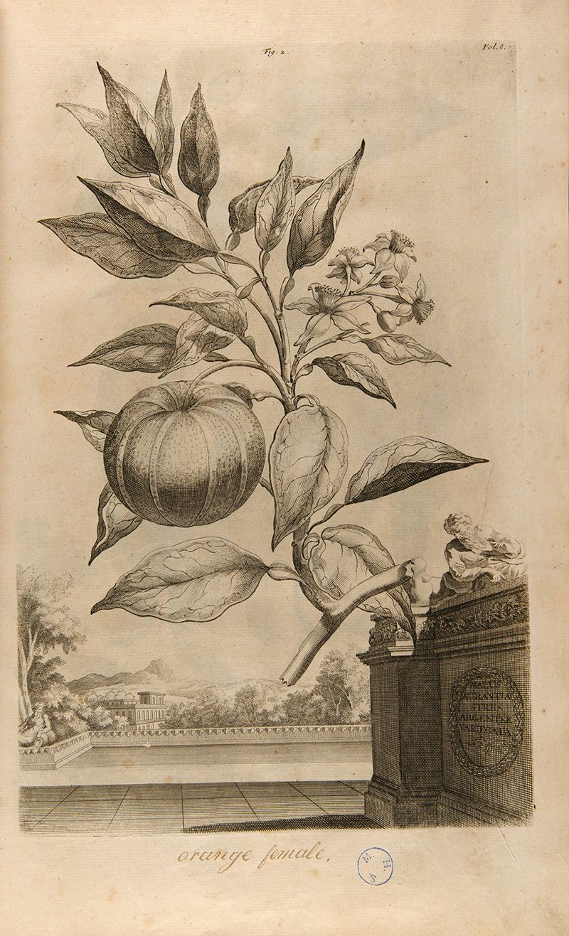 the most handsome and influential botanical of its day, with its near-dreamlike depiction of plants suspended above cityscapes and other backgrounds.