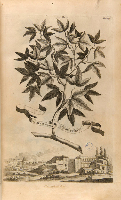 the most handsome and influential botanical of its day, with its near-dreamlike depiction of plants suspended above cityscapes and other backgrounds.