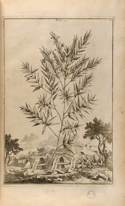 the most handsome and influential botanical of its day, with its near-dreamlike depiction of plants suspended above cityscapes and other backgrounds.