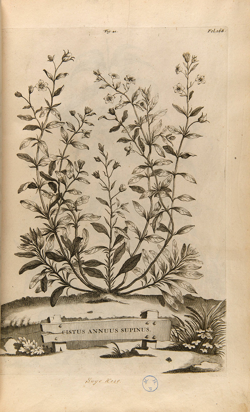 the most handsome and influential botanical of its day, with its near-dreamlike depiction of plants suspended above cityscapes and other backgrounds.
