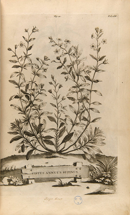 the most handsome and influential botanical of its day, with its near-dreamlike depiction of plants suspended above cityscapes and other backgrounds.