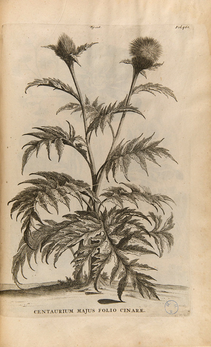 the most handsome and influential botanical of its day, with its near-dreamlike depiction of plants suspended above cityscapes and other backgrounds.