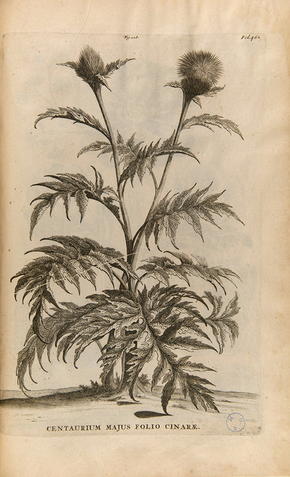 the most handsome and influential botanical of its day, with its near-dreamlike depiction of plants suspended above cityscapes and other backgrounds.