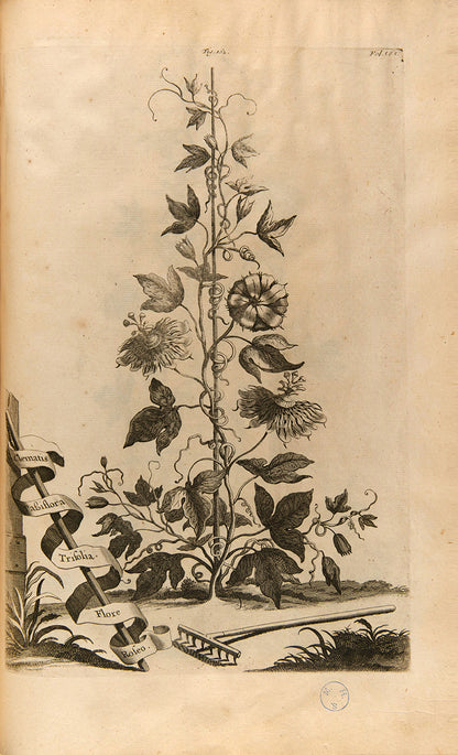 the most handsome and influential botanical of its day, with its near-dreamlike depiction of plants suspended above cityscapes and other backgrounds.