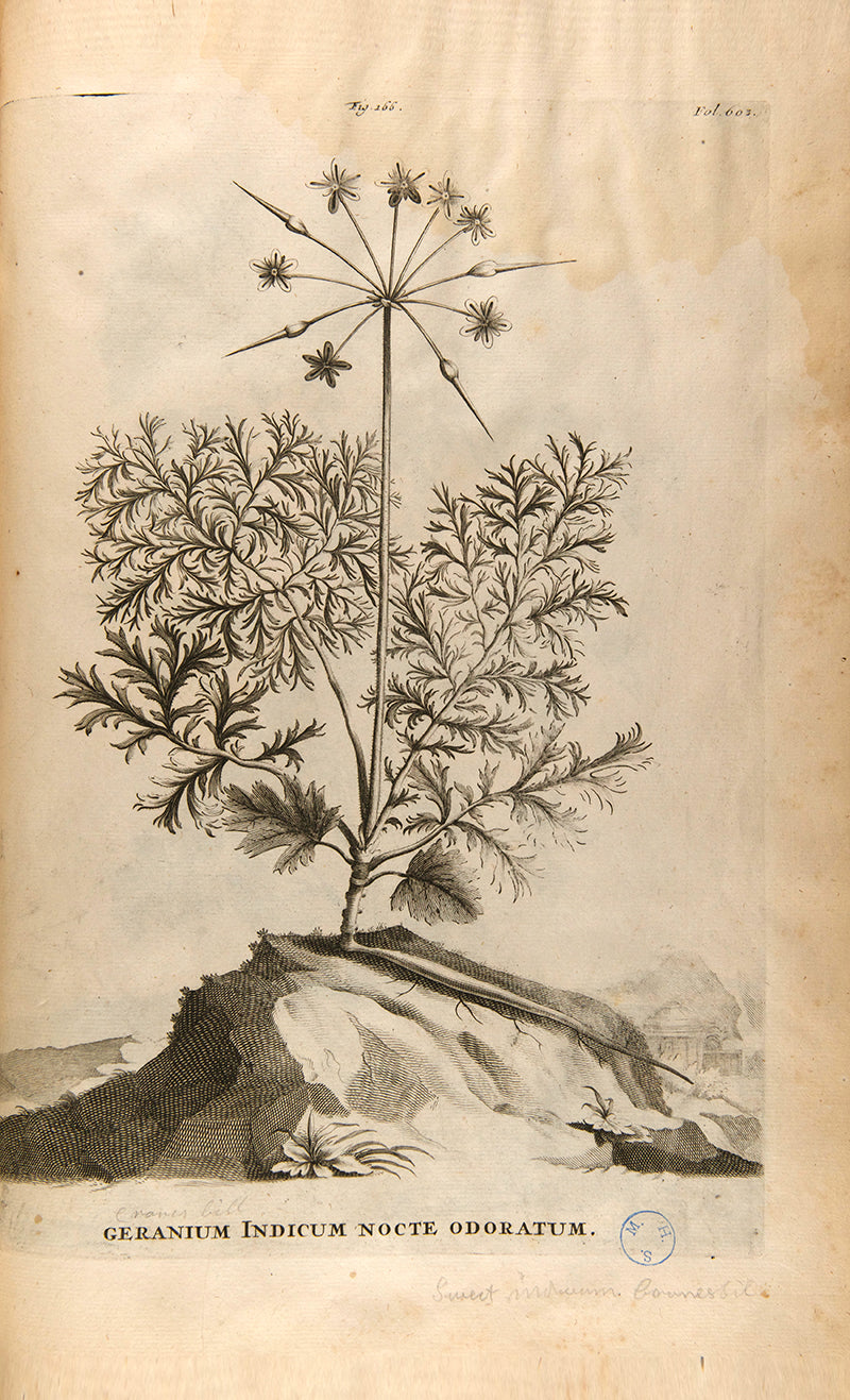 the most handsome and influential botanical of its day, with its near-dreamlike depiction of plants suspended above cityscapes and other backgrounds.