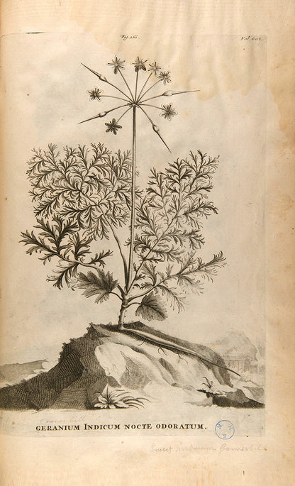 the most handsome and influential botanical of its day, with its near-dreamlike depiction of plants suspended above cityscapes and other backgrounds.