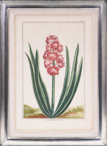 A group of six hyacinths by Pierre Joseph Buchoz. A fine group of rare flower plates printed in Paris in 1781