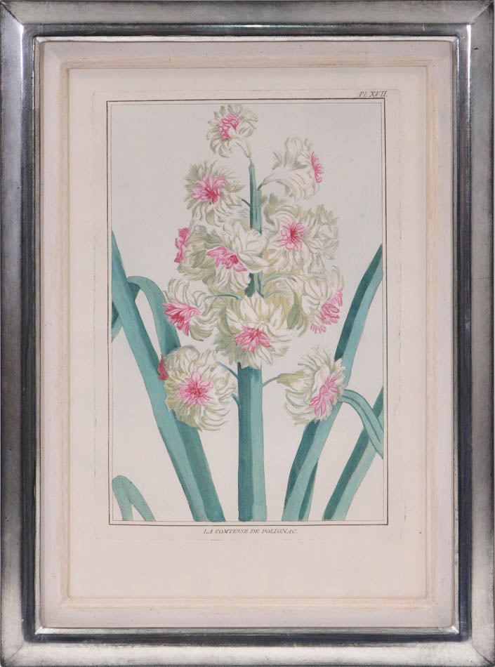 A group of six hyacinths by Pierre Joseph Buchoz. A fine group of rare flower plates printed in Paris in 1781