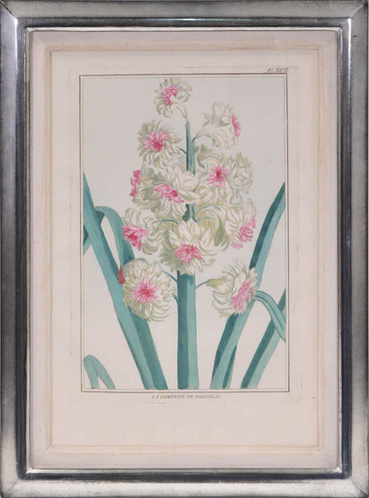 A group of six hyacinths by Pierre Joseph Buchoz. A fine group of rare flower plates printed in Paris in 1781