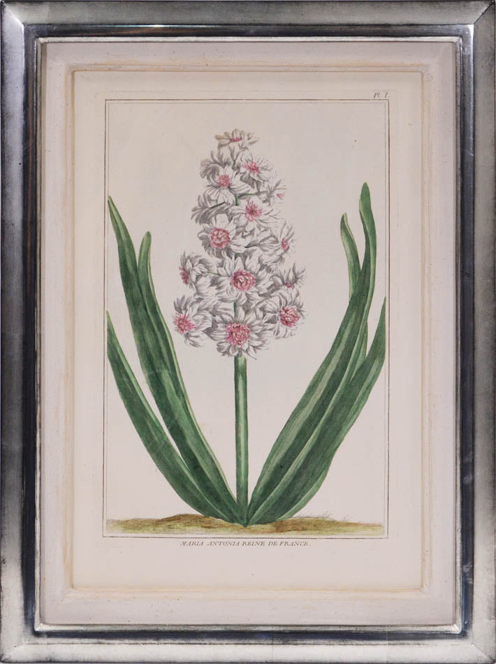 A group of six hyacinths by Pierre Joseph Buchoz. A fine group of rare flower plates printed in Paris in 1781