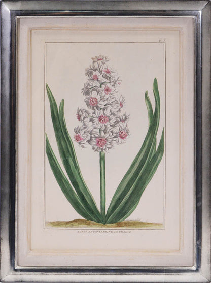 A group of six hyacinths by Pierre Joseph Buchoz. A fine group of rare flower plates printed in Paris in 1781