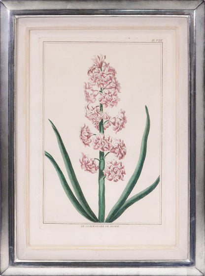 [A Group of Six Hyacinths].