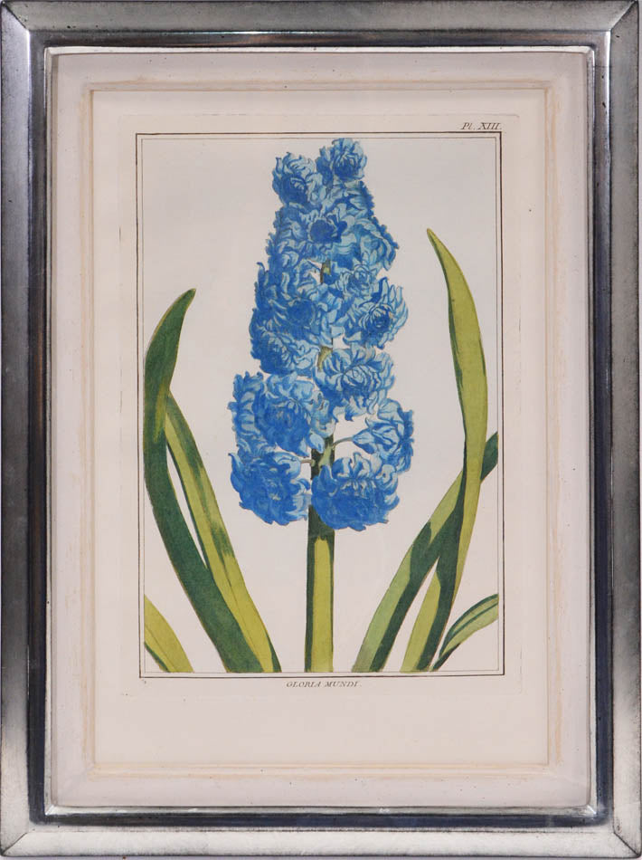 A group of six hyacinths by Pierre Joseph Buchoz. A fine group of rare flower plates printed in Paris in 1781