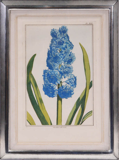 A group of six hyacinths by Pierre Joseph Buchoz. A fine group of rare flower plates printed in Paris in 1781