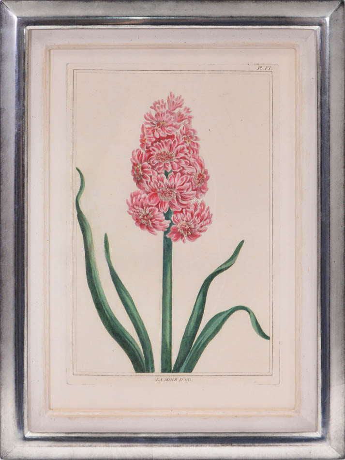 A group of six hyacinths by Pierre Joseph Buchoz. A fine group of rare flower plates printed in Paris in 1781
