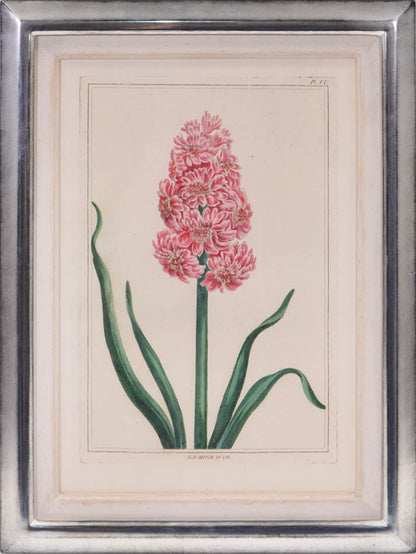 A group of six hyacinths by Pierre Joseph Buchoz. A fine group of rare flower plates printed in Paris in 1781