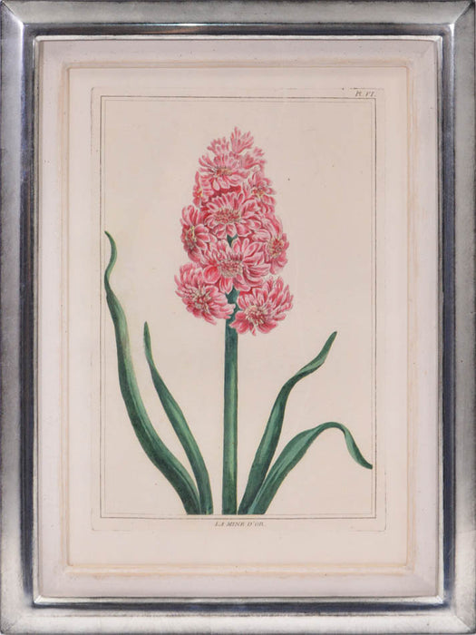 A Group of Six Hyacinths.