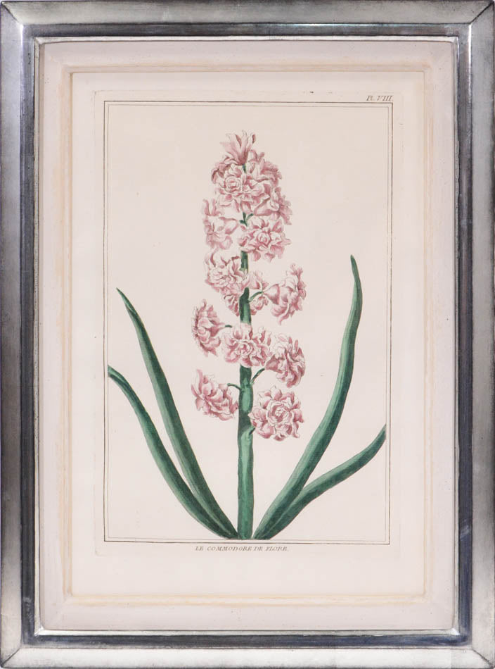 A group of six hyacinths by Pierre Joseph Buchoz. A fine group of rare flower plates printed in Paris in 1781